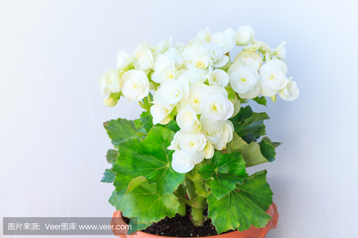 Gloxinia,生长白色开花的室内植物,有灰色的墙壁背景,作为室内装饰或观赏花栽培。采购产品自然,园艺,花园,家居装饰和室内的概念